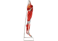 Ana Damarlı PVC Kas Bacak Anatomisi Modeli Sinirler Antrenman İçin